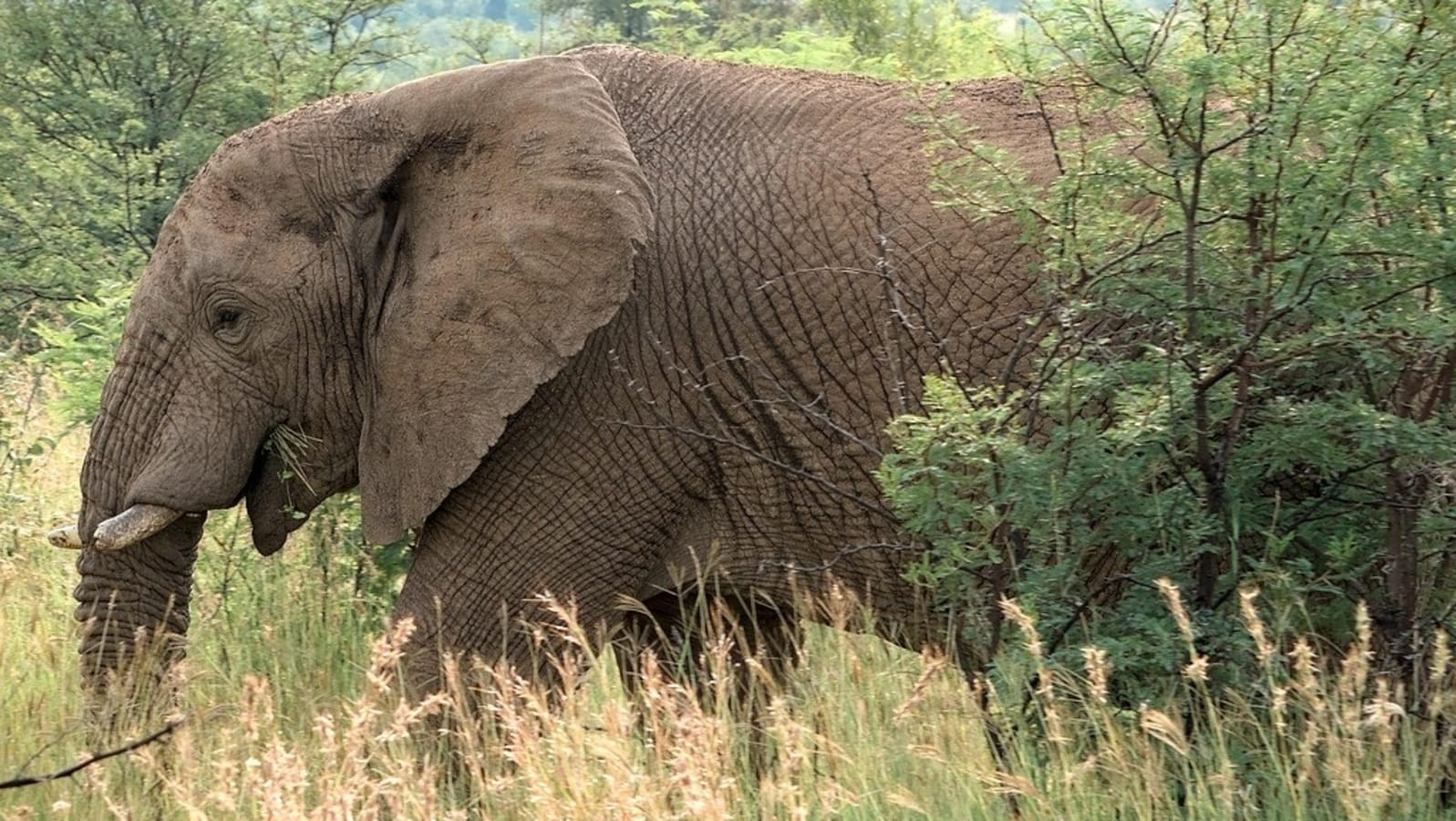 4 people killed in elephant attacks in Chhattisgarh; 3 held after jumbo dies of electrocution​on August 1, 2025 at 4:58 pm